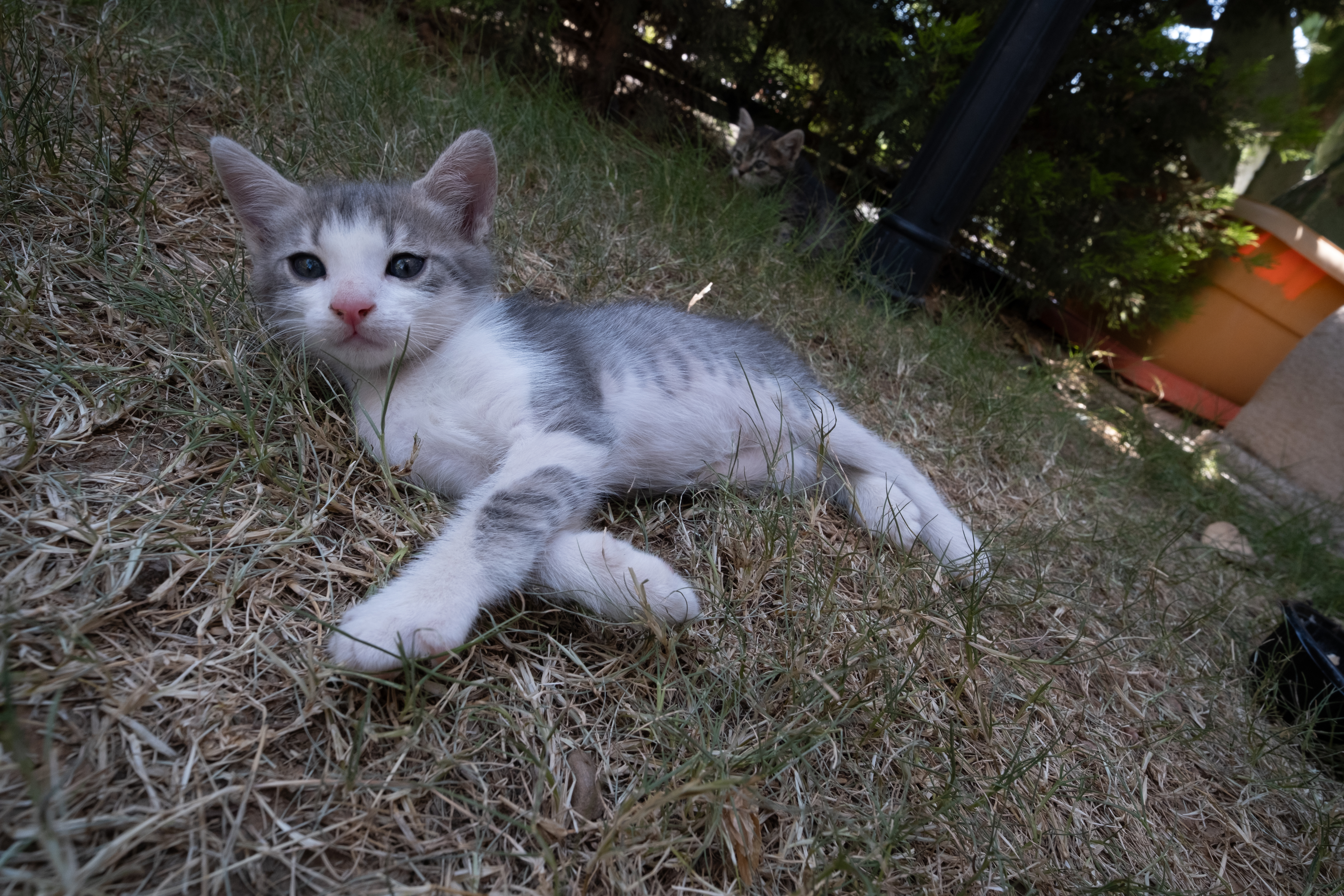 Bahçede uzanan yavru kedi